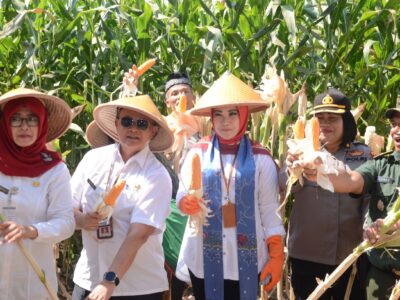 Penen Raya Jagung Panen Raya Jagung Bersama Bupati Klaten